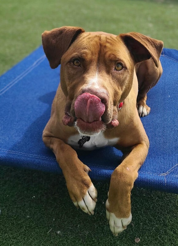 Picture of the Animal Listed